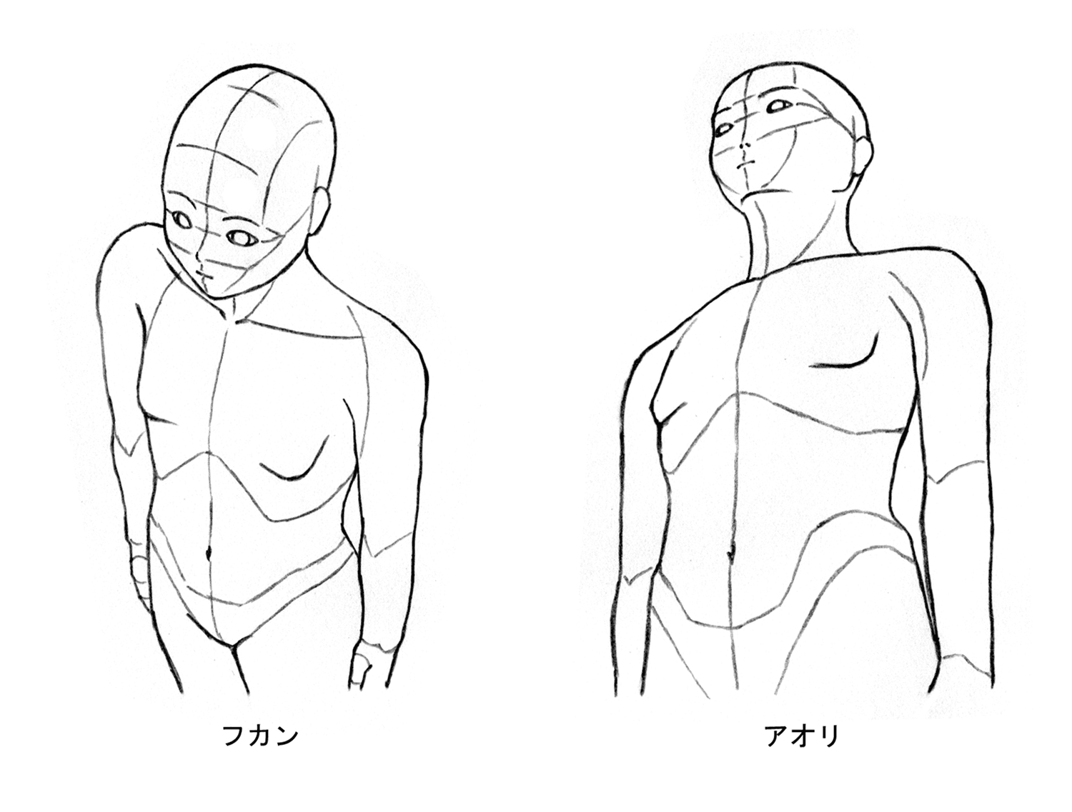 人体の中のパースの画像